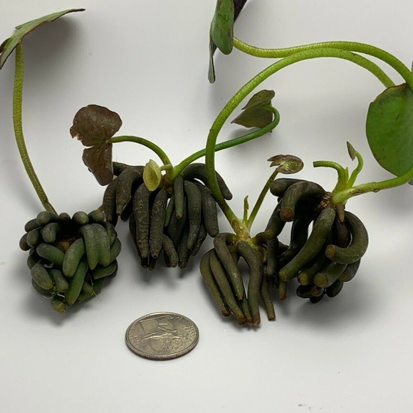 Lot of 4 Banana Plant Nymphoides Aquatica Plant - Picture 5 of 5